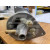 Image for Dynamo  TD TF New unit (15mm shaft) C39